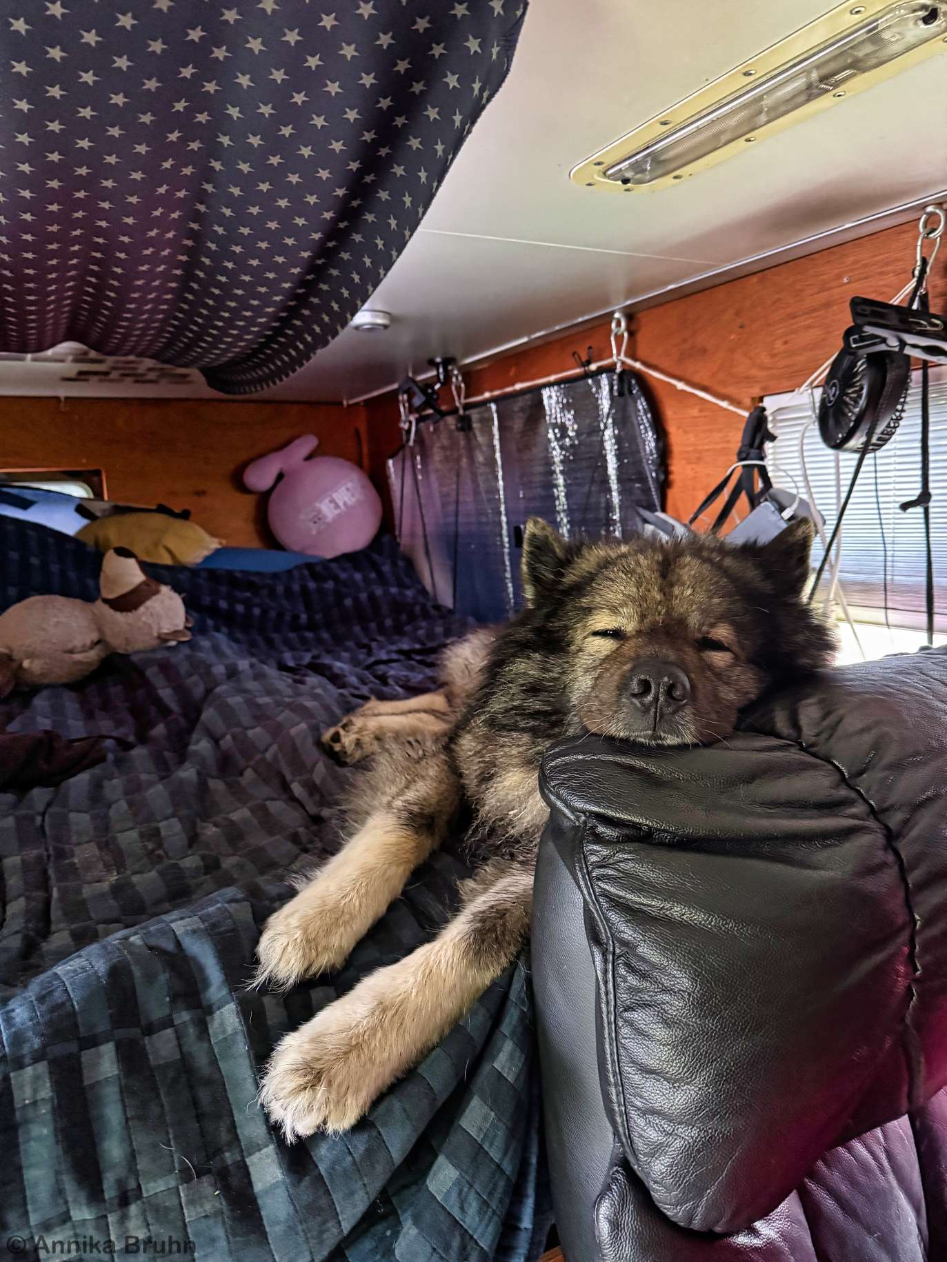 Q liegt zu Hause im Bett